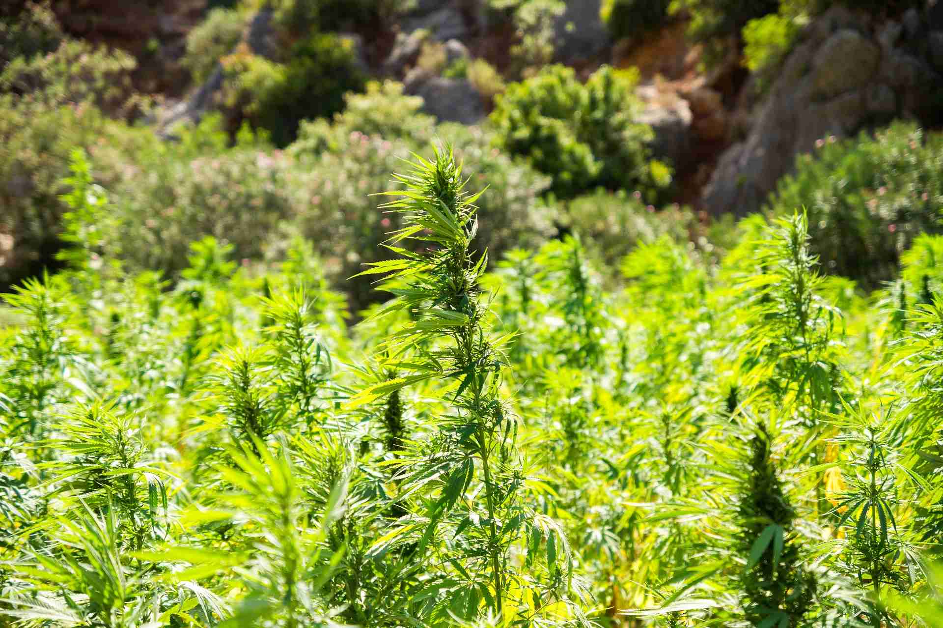 cannabis 2773112 1920